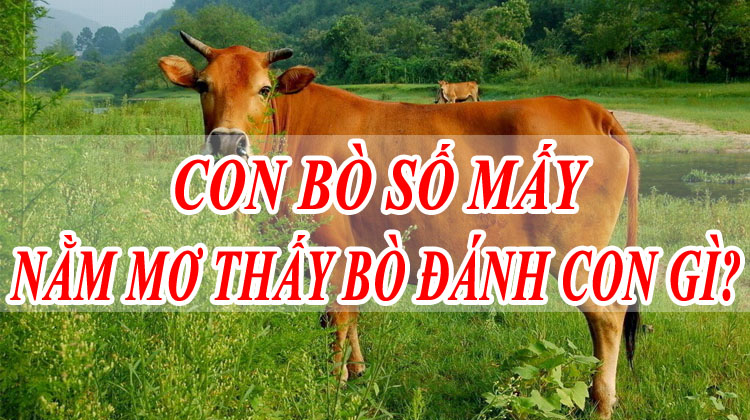 Giải mã giấc mơ thấy bò đánh số đề con gì? Con bò số mấy