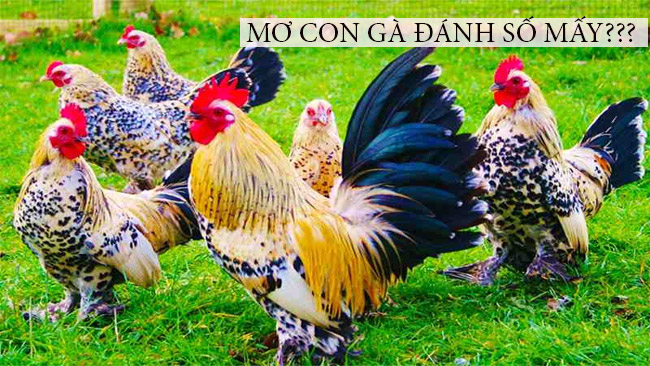 MƠ CON GÀ ĐÁNH ĐỀ BAO NHIÊU